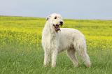 IRISH WOLFHOUND 027